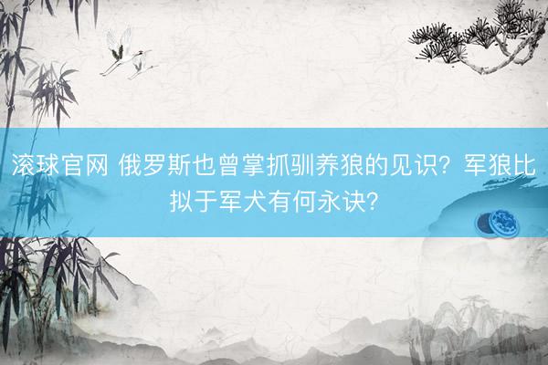 滚球官网 俄罗斯也曾掌抓驯养狼的见识?军狼比拟于军犬有何永诀?