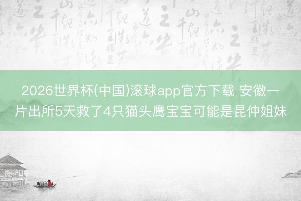 2026世界杯(中国)滚球app官方下载 安徽一片出所5天救了4只猫头鹰宝宝可能是昆仲姐妹