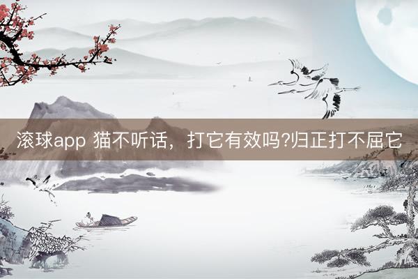 滚球app 猫不听话，打它有效吗?归正打不屈它