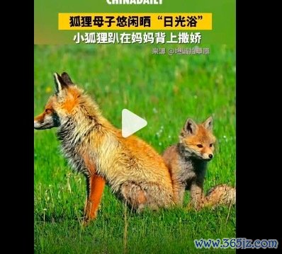 蓝本小动物也心爱趴在姆妈身上