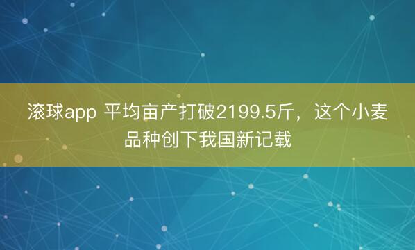滚球app 平均亩产打破2199.5斤,这个小麦品种创下我国新记载
